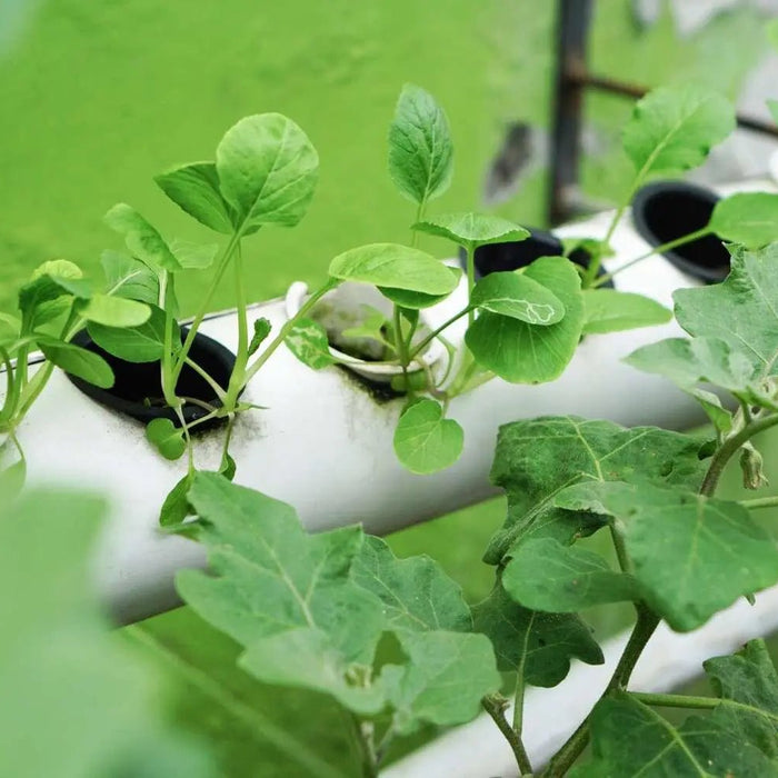 What Is Hydroponic Gardening? - HP ECOMMERCE LLC